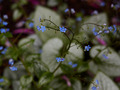 Brunnera macrophylla Jack Frost IMG_3918 Brunera wielkolistna